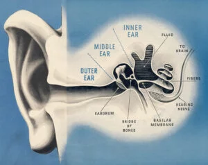 Bone conduction