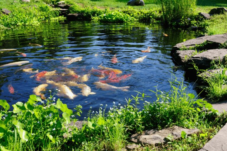 Essential Tools and Equipment for Pond Maintenance – 9 Tips to Know