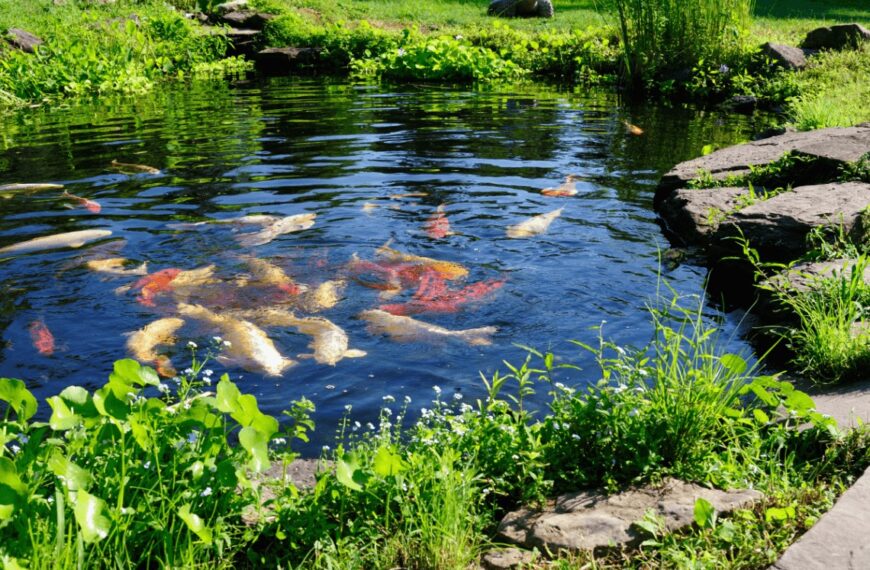 Essential Tools and Equipment for Pond Maintenance – 9 Tips to Know